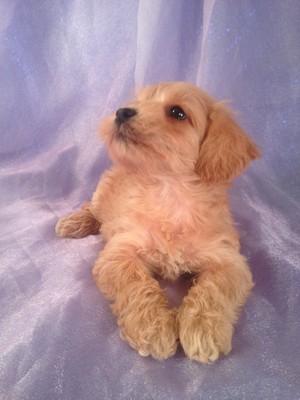 Female Schnoodle Puppy for sale #9 Born March 1st 2013|Qiujn Yu